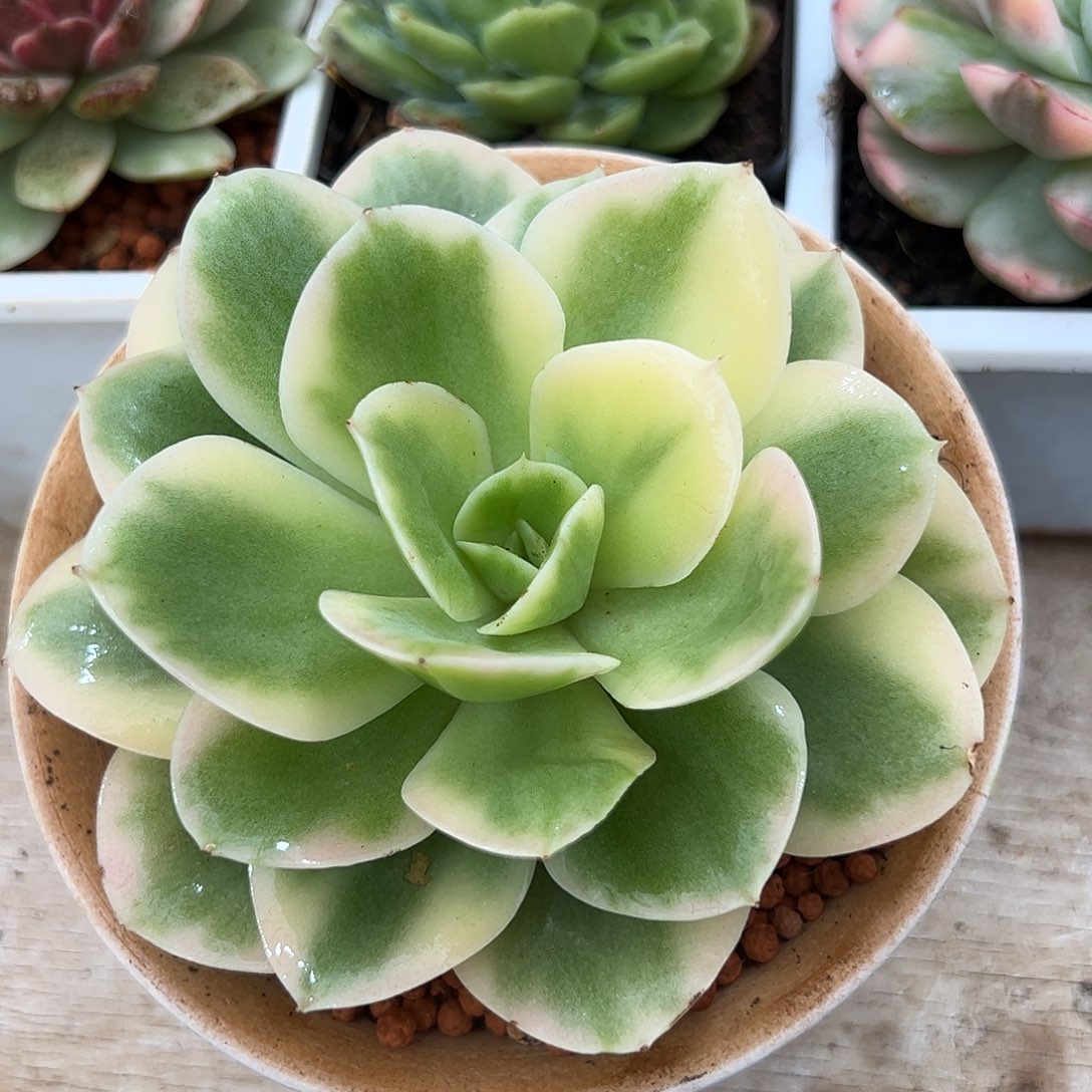星娜塔锦多肉植物01