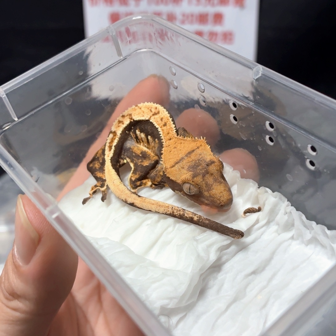 睫角守宫睫角守宫可爱入门