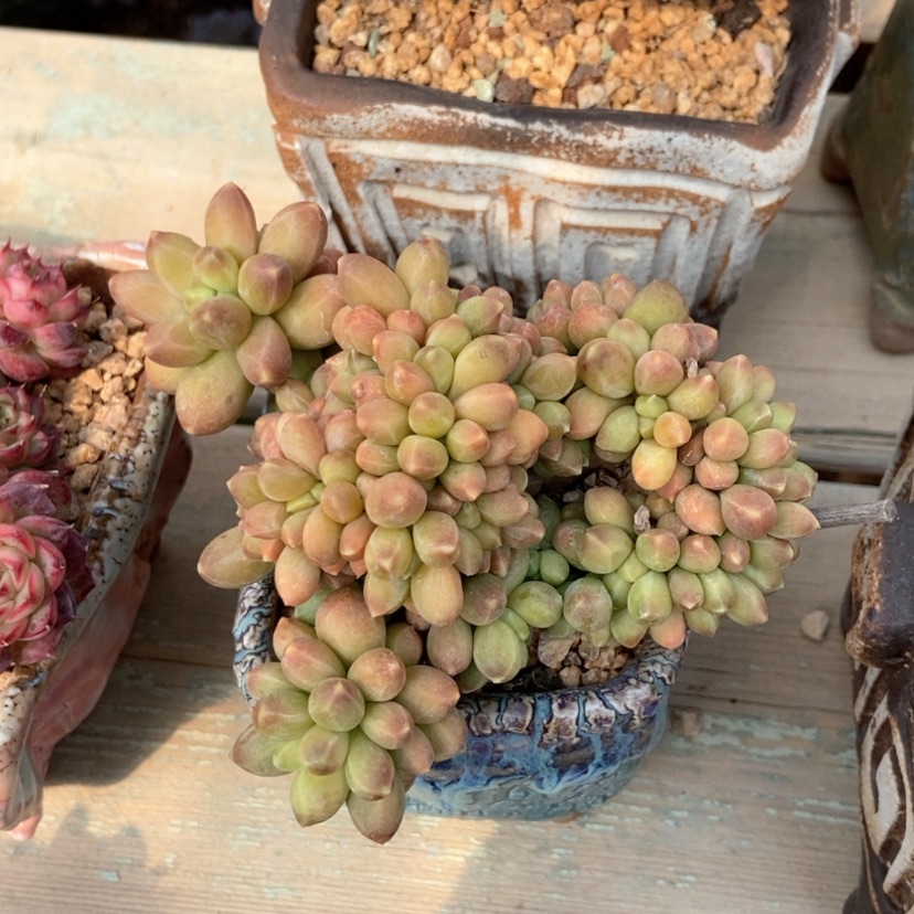 【闪购商品】香蕉树缀