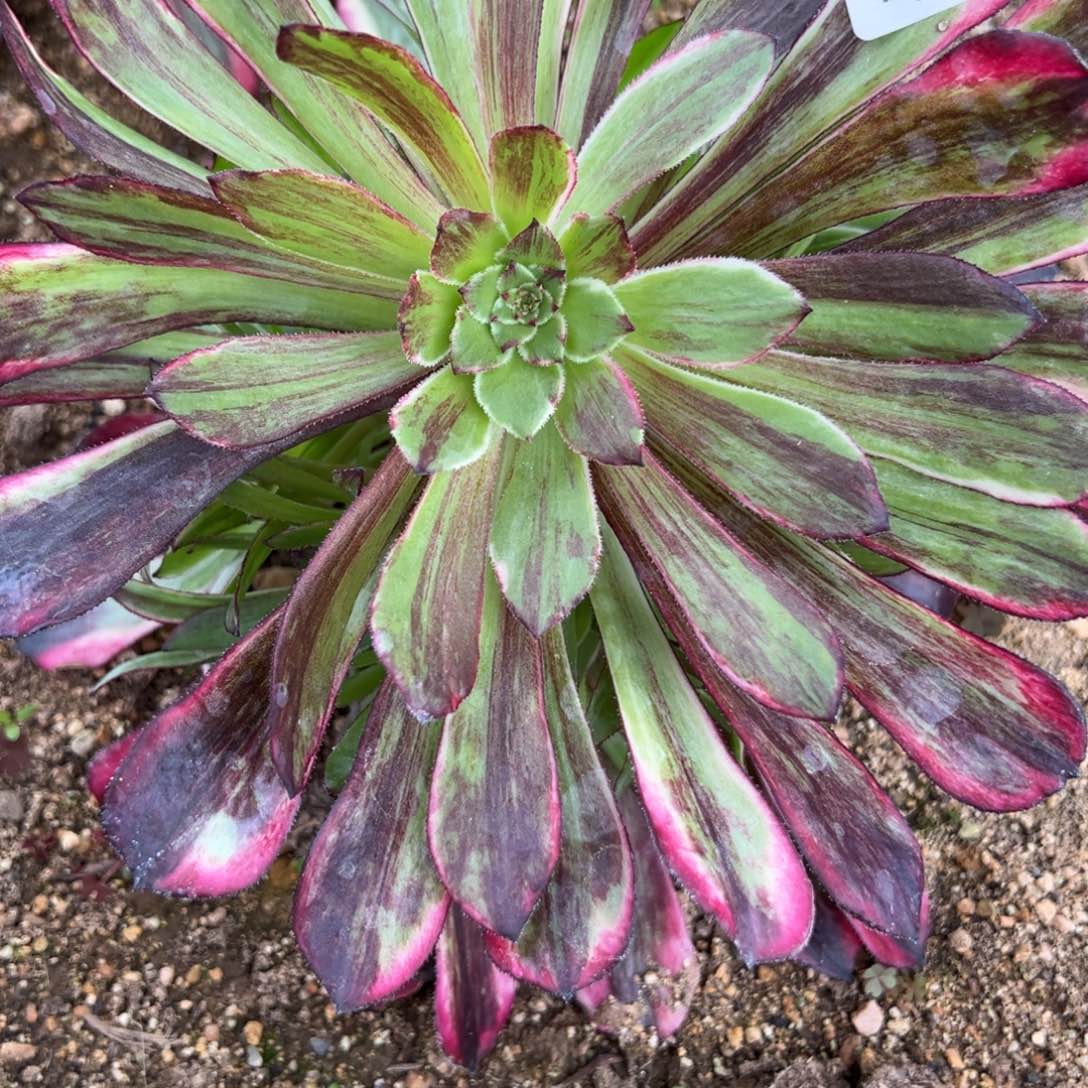 34同花顺多肉植物