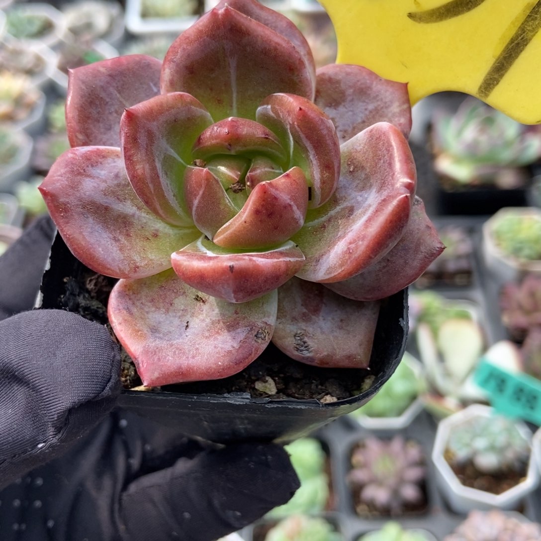 1857石化香槟多肉植物