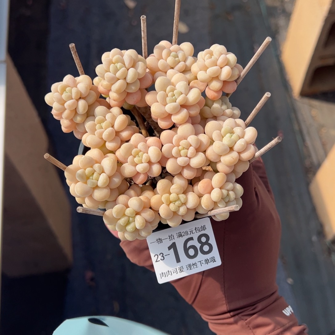 洛可可多肉多肉多肉多肉