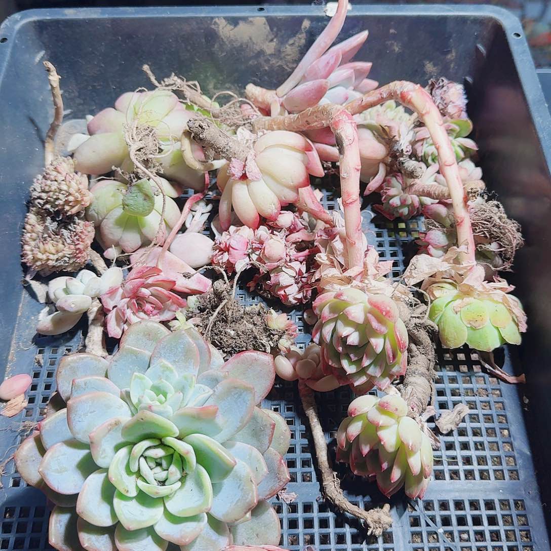 满20包邮零下拍保温箱55号无售后