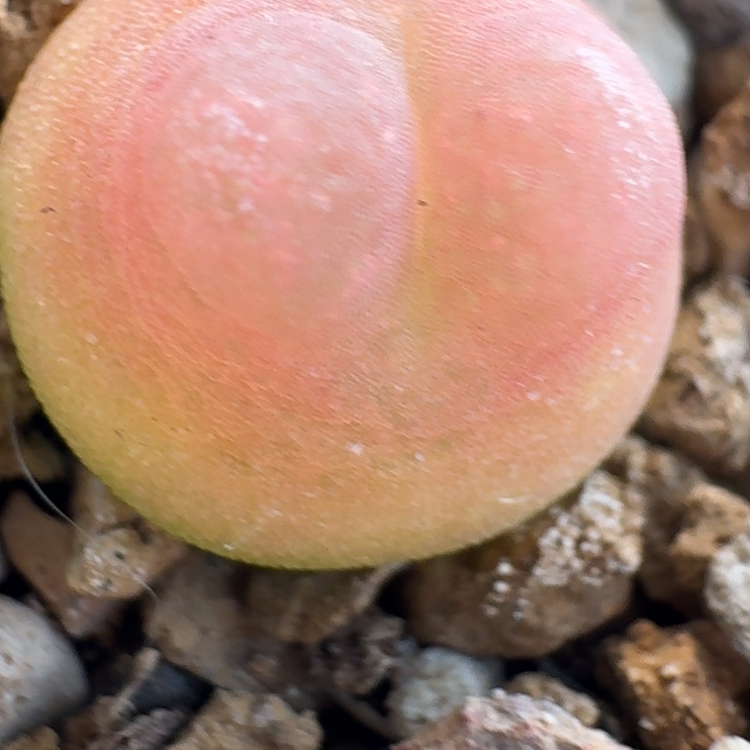 红拉登一颗尺寸1.1