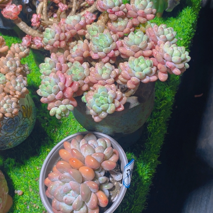 b***y谢谢你的支持00000043