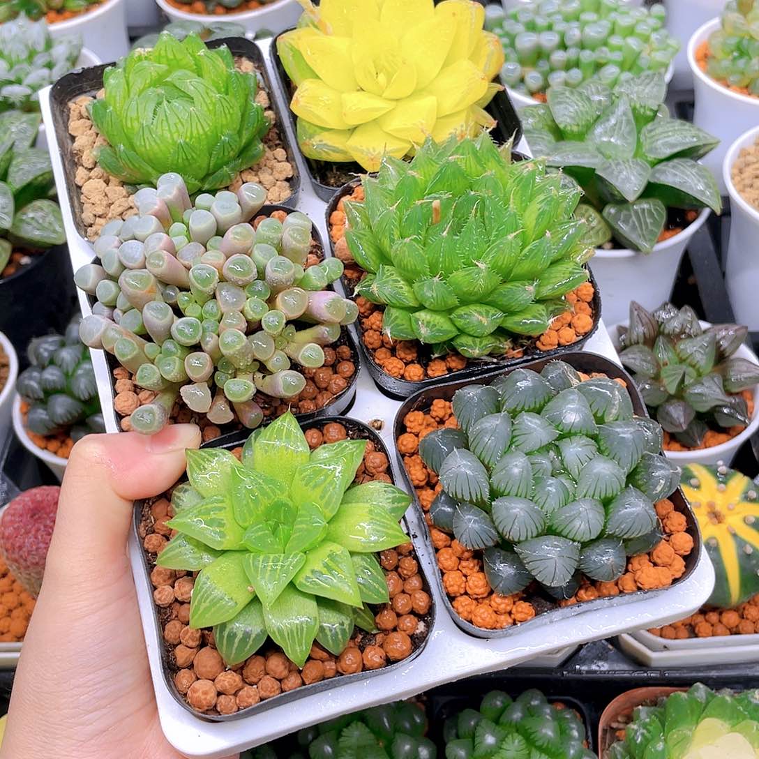 玉露六件套多肉，原盆