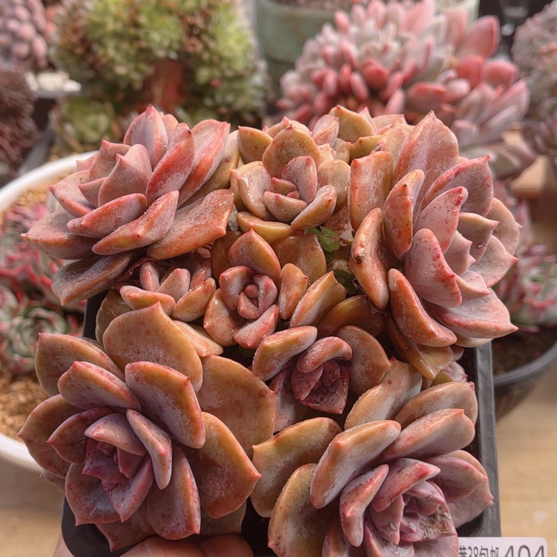 404彩虹糖德华多肉