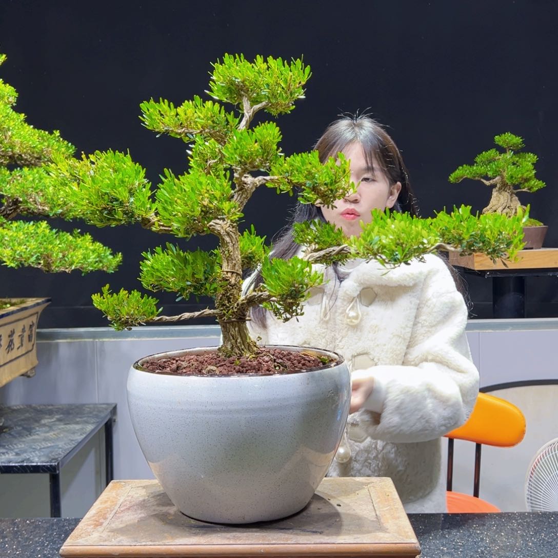 盆景黄杨室内外四季常青