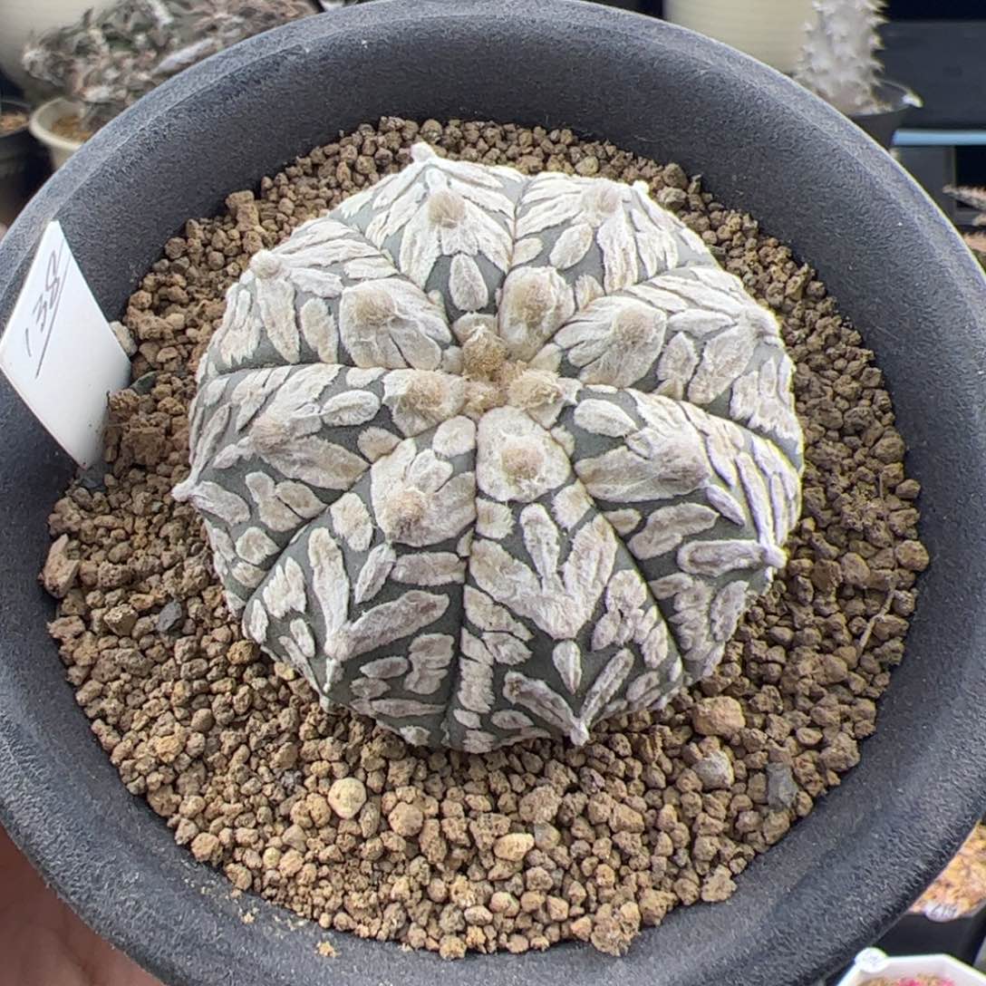 v兜实生5.2一物一拍