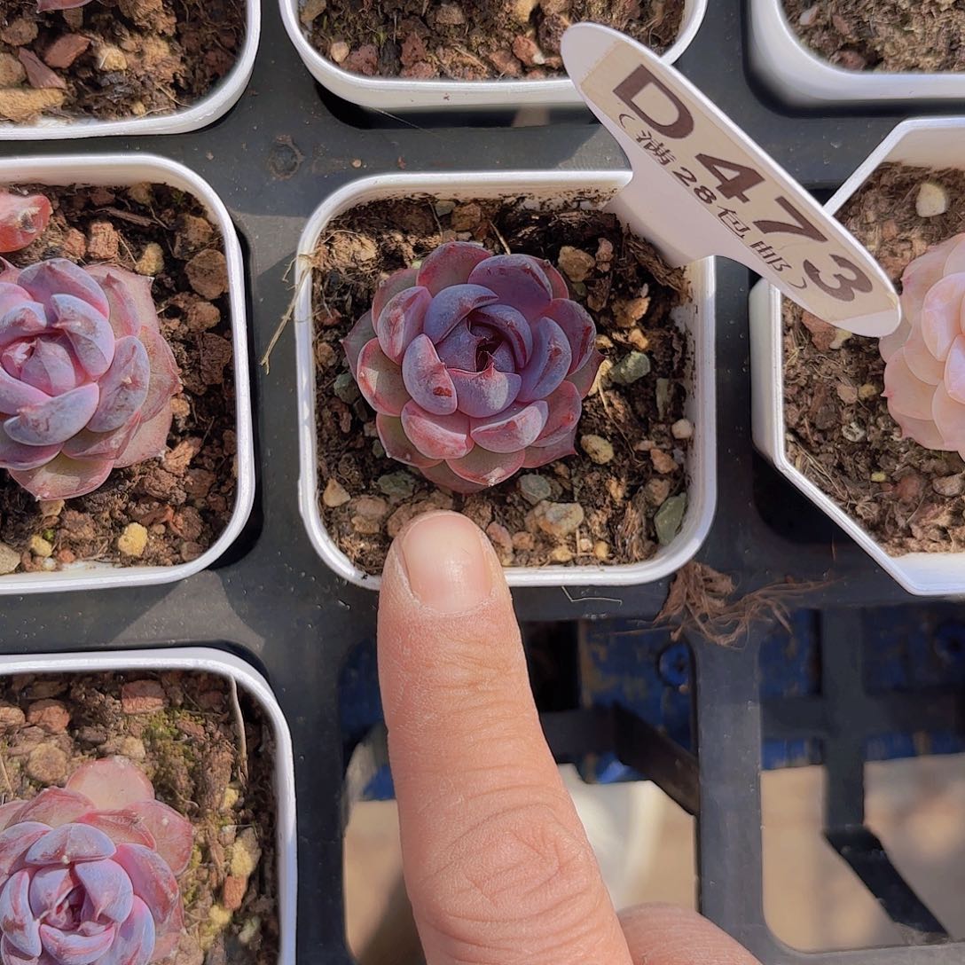 D473黑橙yi wu yi pai多肉