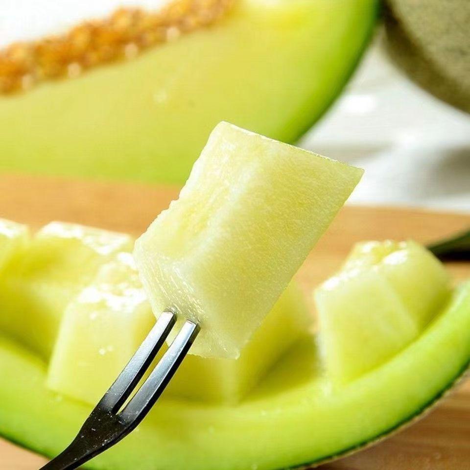 【树品源】山东海阳网纹瓜2个装 新鲜水果 现摘现发 坏果包赔