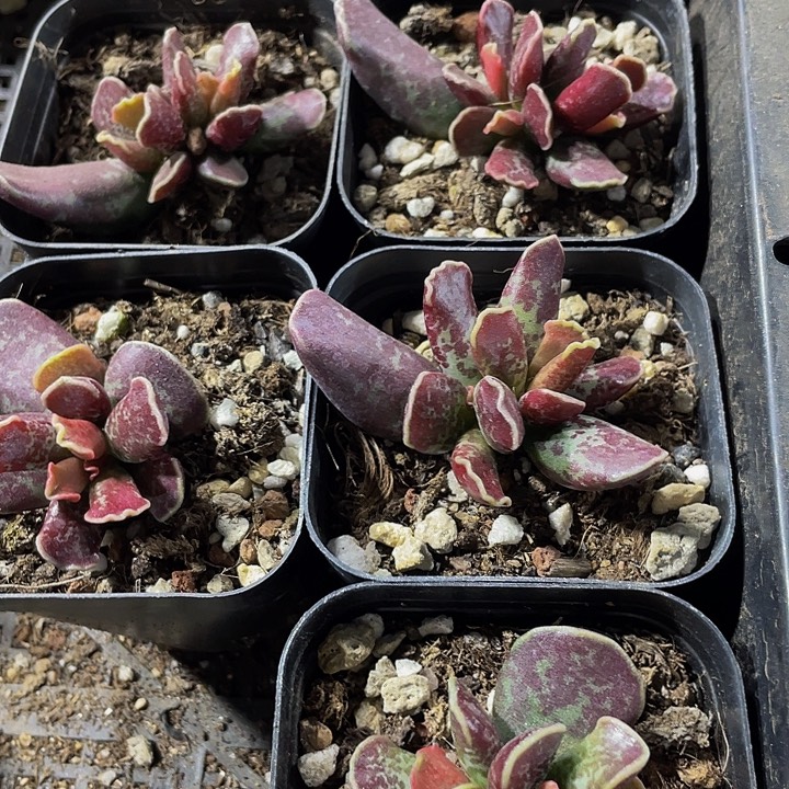 紫库博带盆土发货