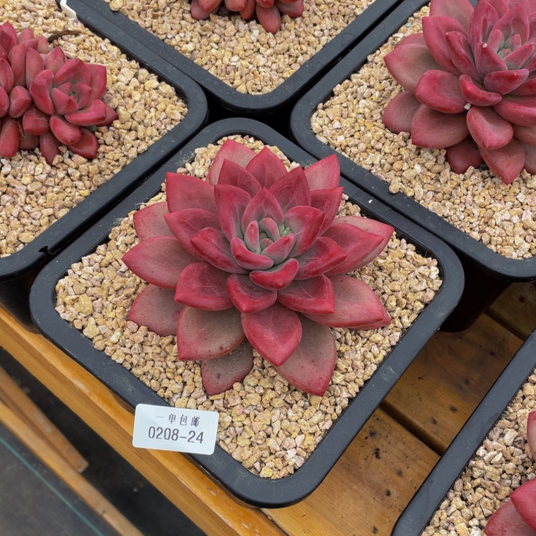 0208-24-。赫菲斯托。。。。