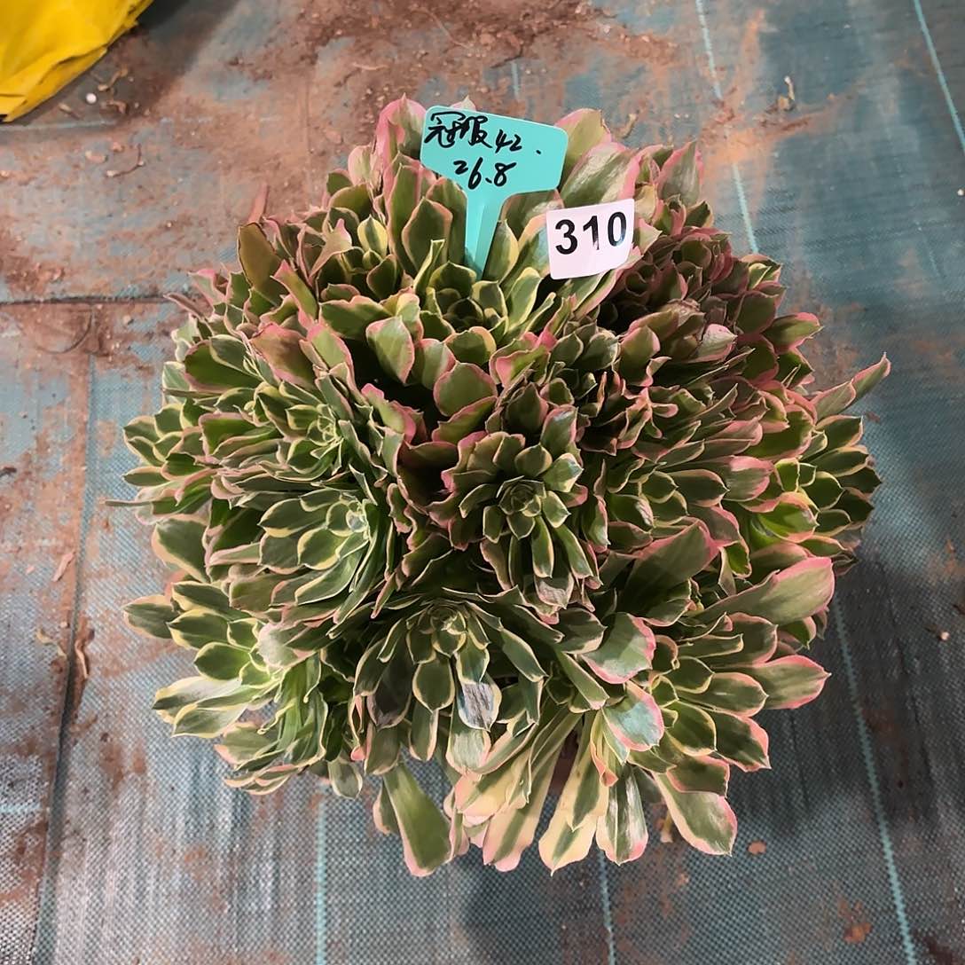 多肉法师雨花石310