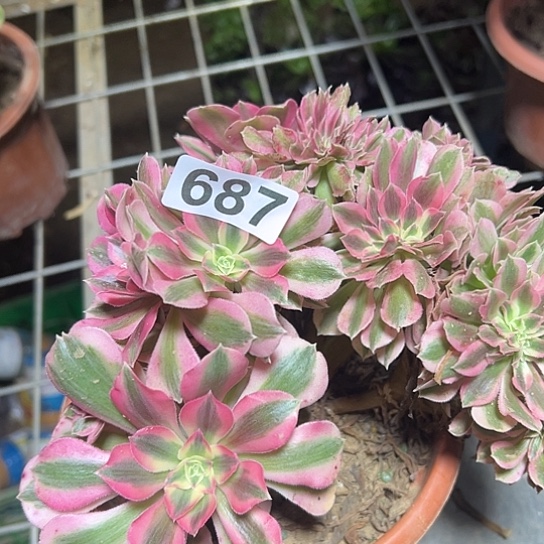 …***多肉植物一个女巫687