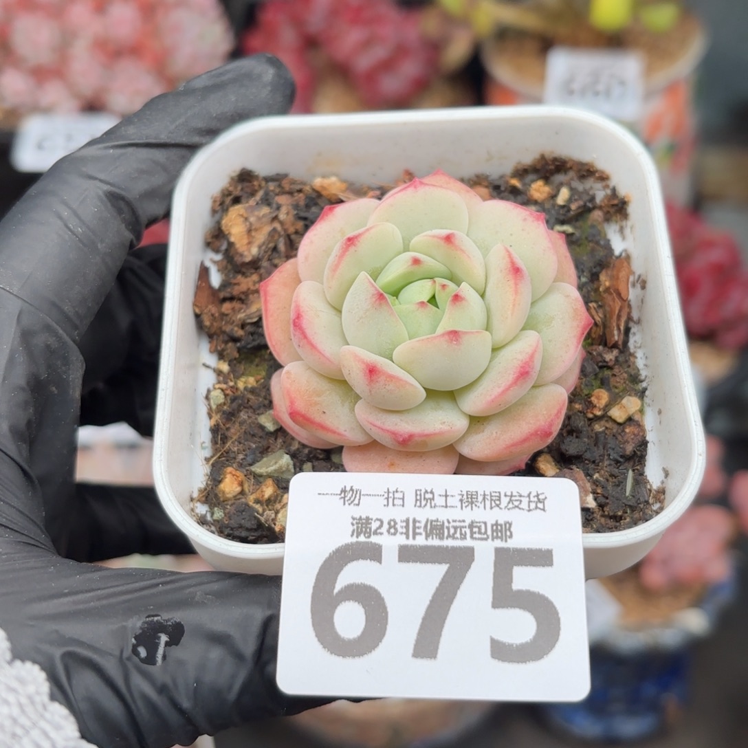 香草单头无盆土发货