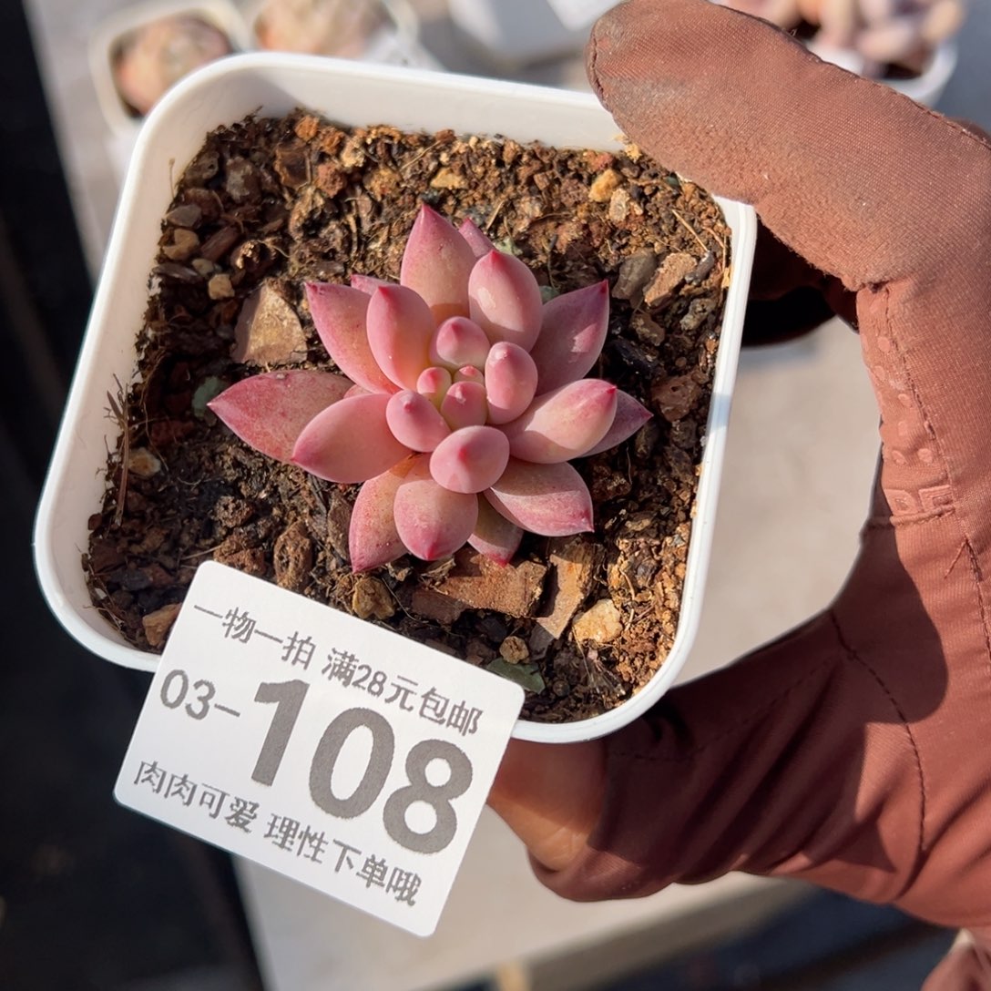 金鱼姬多肉多肉多肉多肉多肉