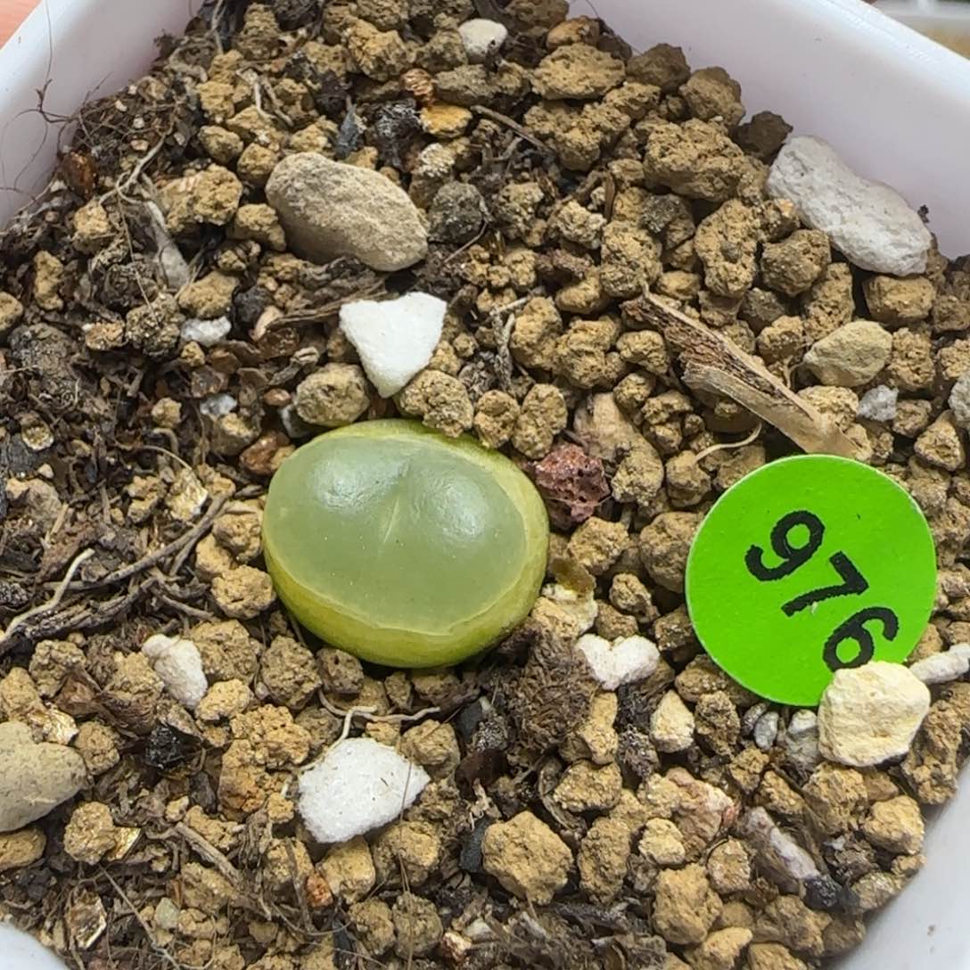 拉登1.2cm多肉带盆976