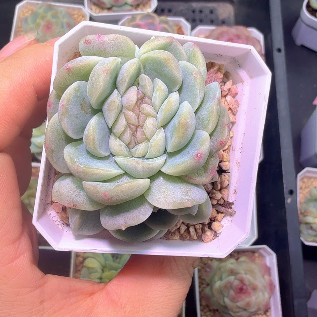 梦境多肉植物缀化