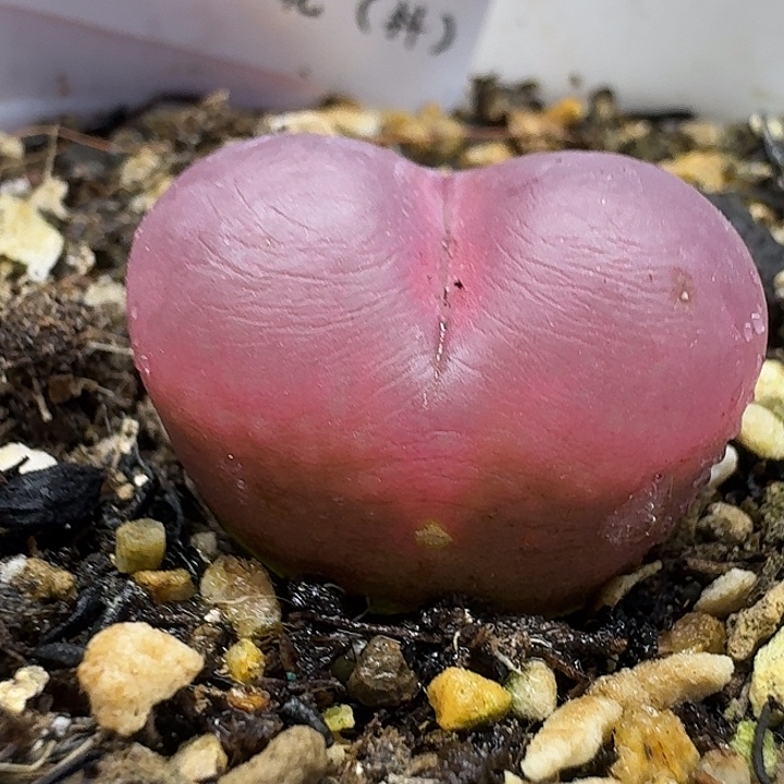 老马生石花2.3吕红2145