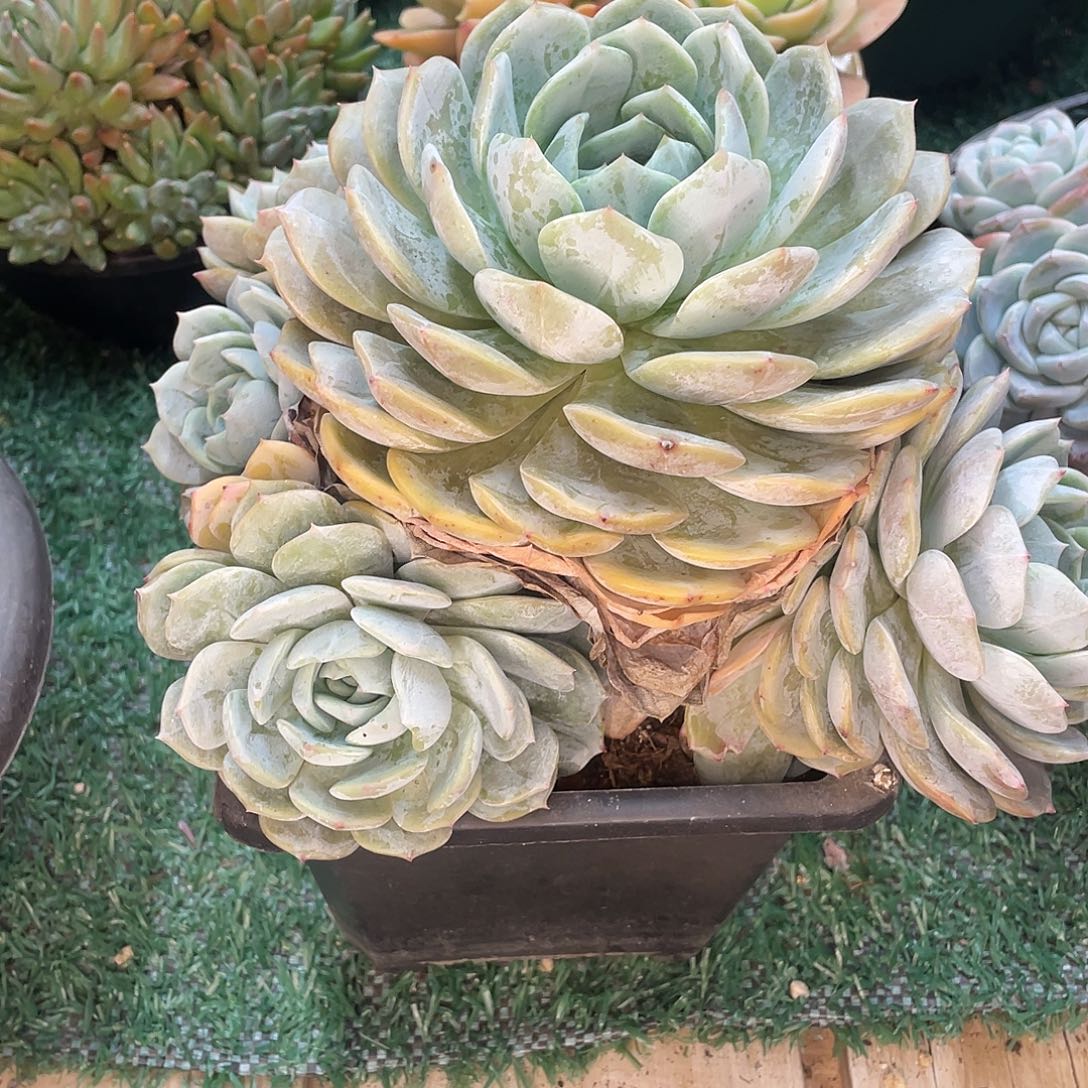 樱***子劳林一物一拍28包邮非偏远