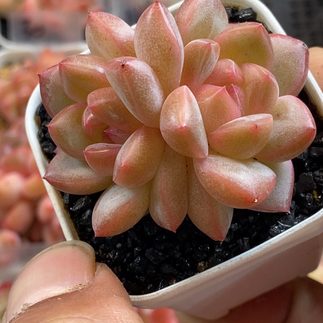 天官赐福百无禁忌