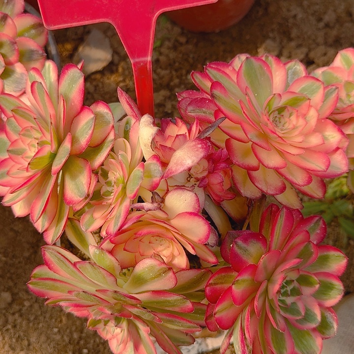 5-104荔枝多肉法师