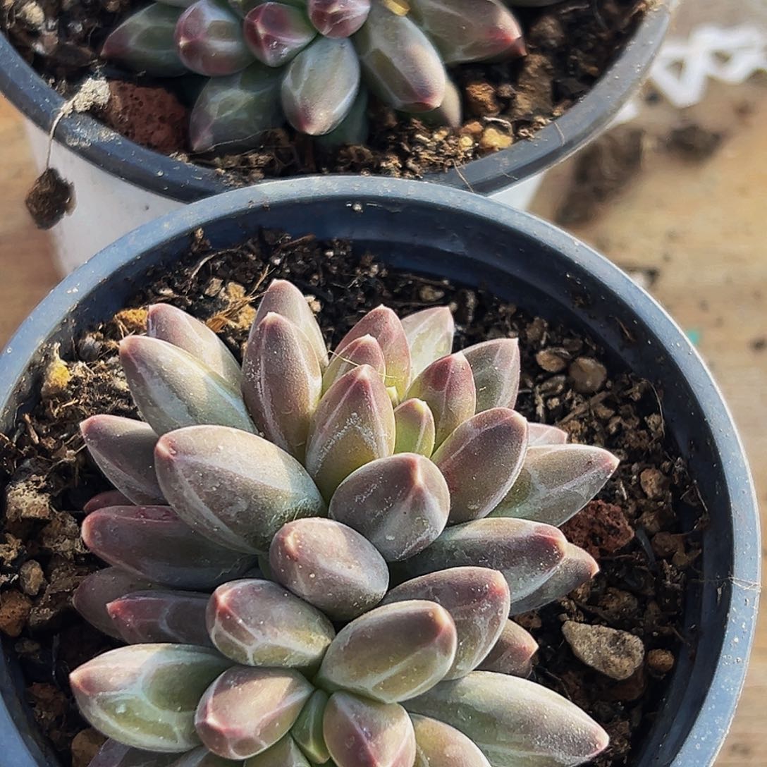 棉棉精品多肉系列