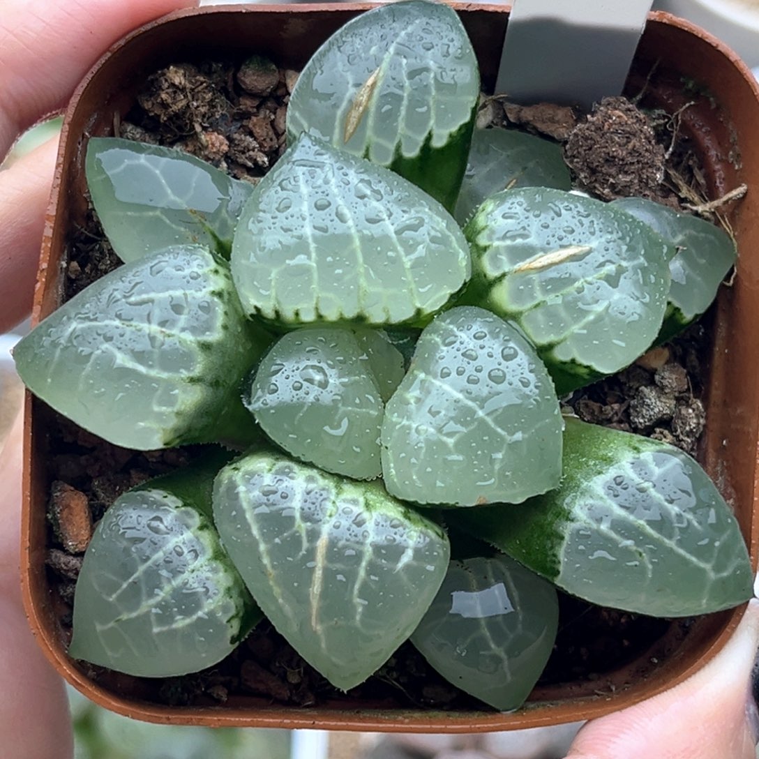 97月光女神十二卷多肉