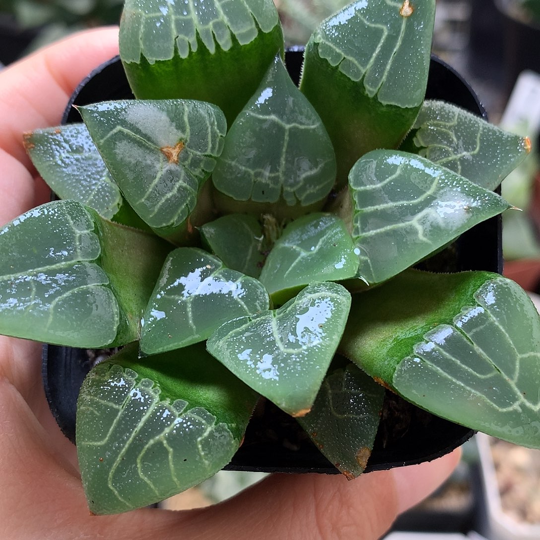 乱纹克带盆土发货know