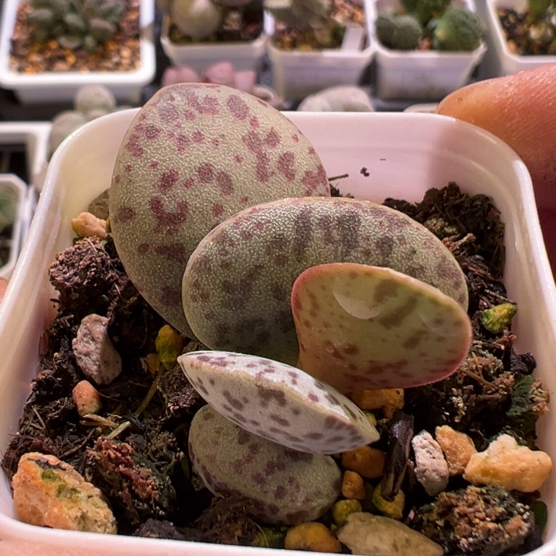 花蛋水泡多肉植物水泡