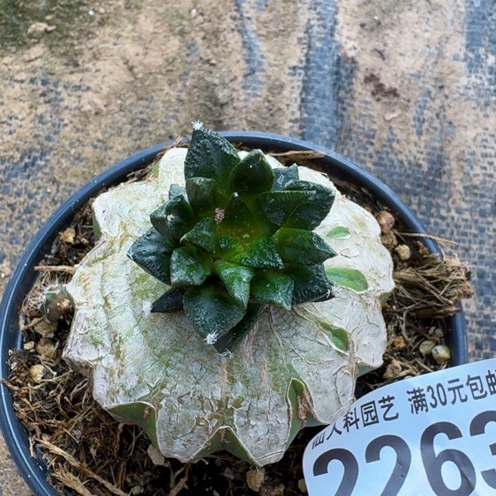 2263龙角牡丹仙人球