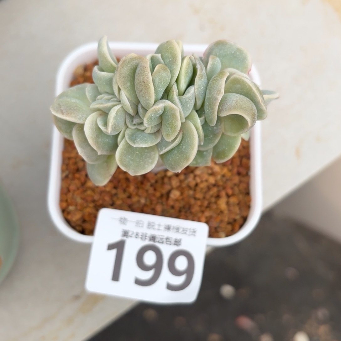 可爱玫瑰缀无盆土发货