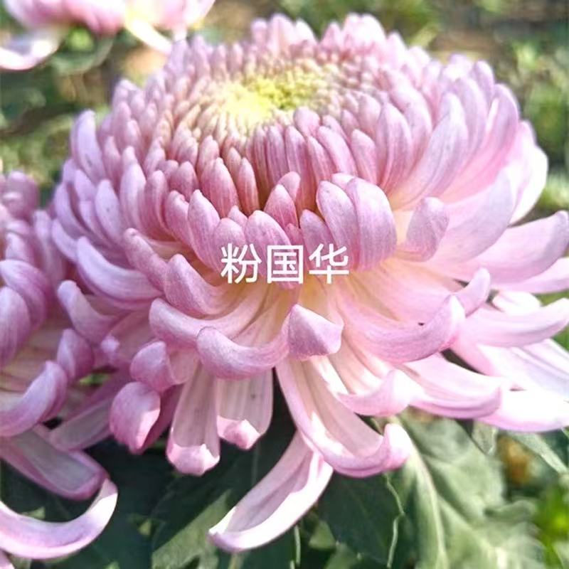 【粉国华】大花富贵菊九月大菊盆栽室内外
