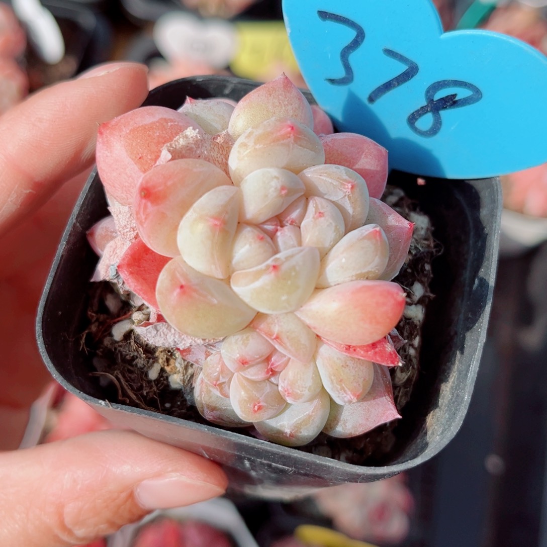 378号小老桩珍妮群