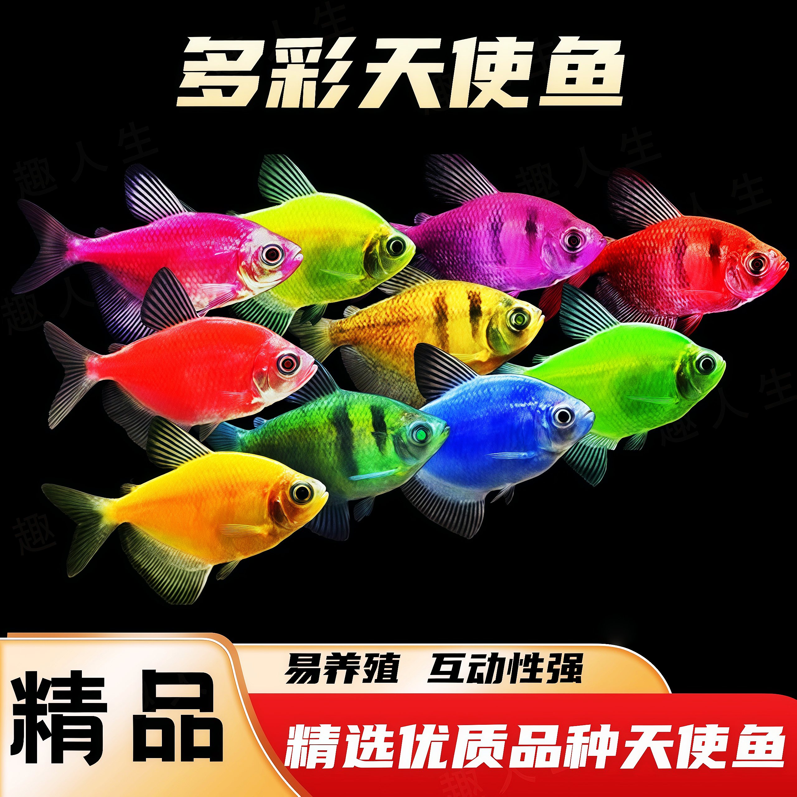 直播七彩天使鱼小型热带观赏鱼颜色丰富群游好养适合新手耐活