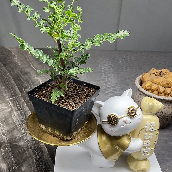 卡特乳香橄榄wwwww