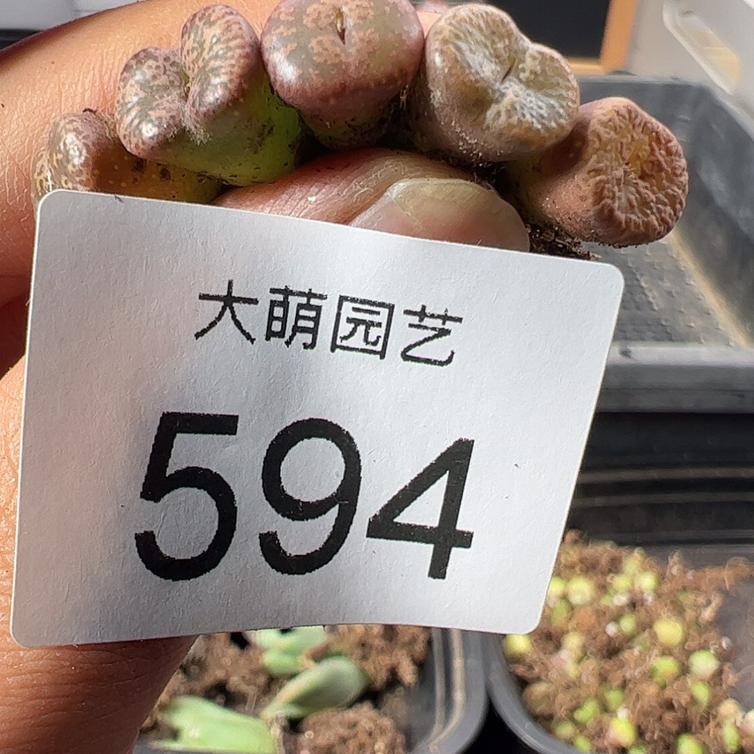 一物一拍。         594