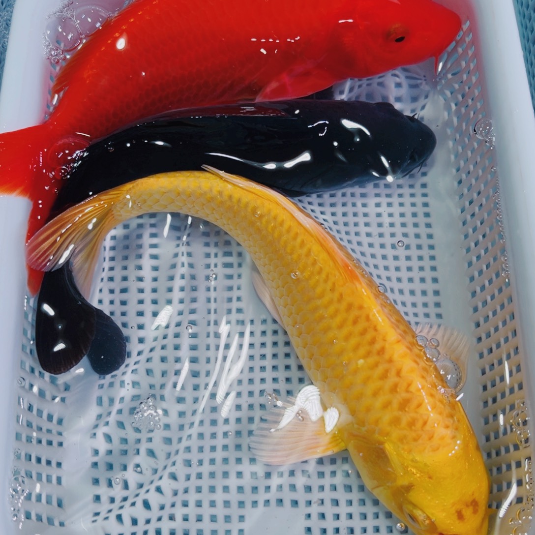 锦鲤锦鲤冷水鱼观赏