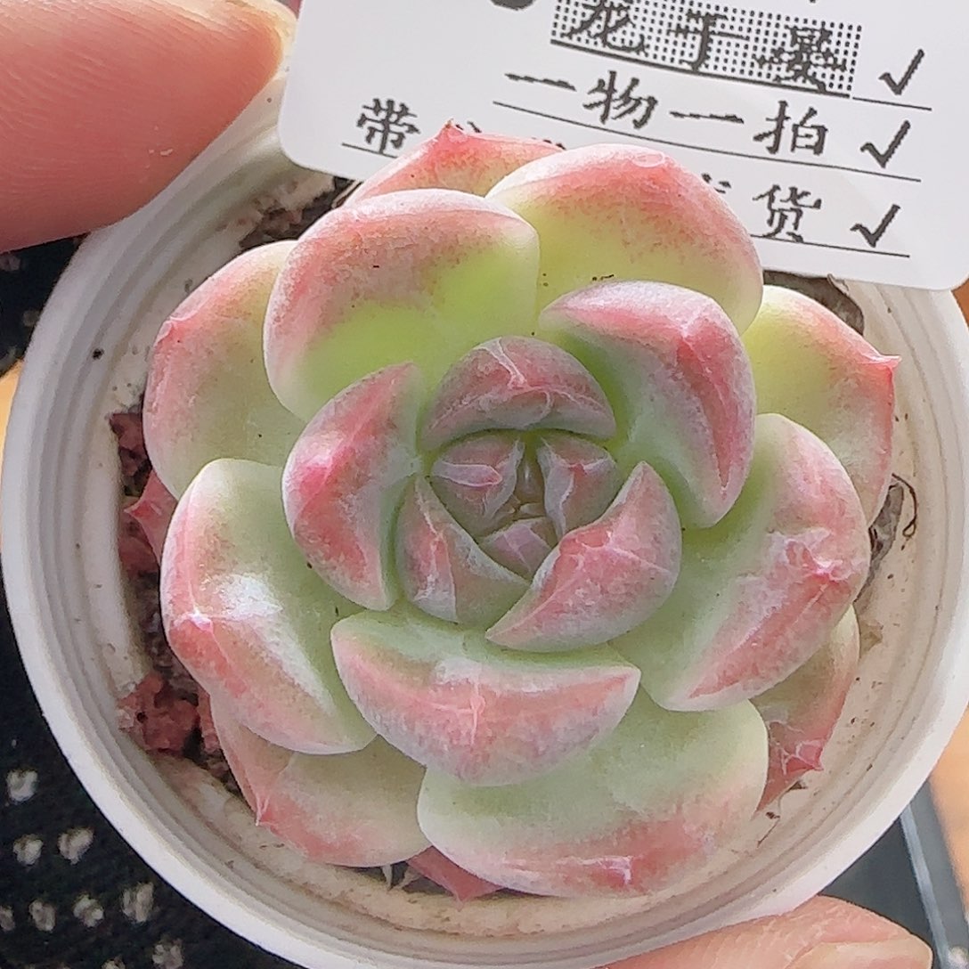 多肉0720-116白桃汽水