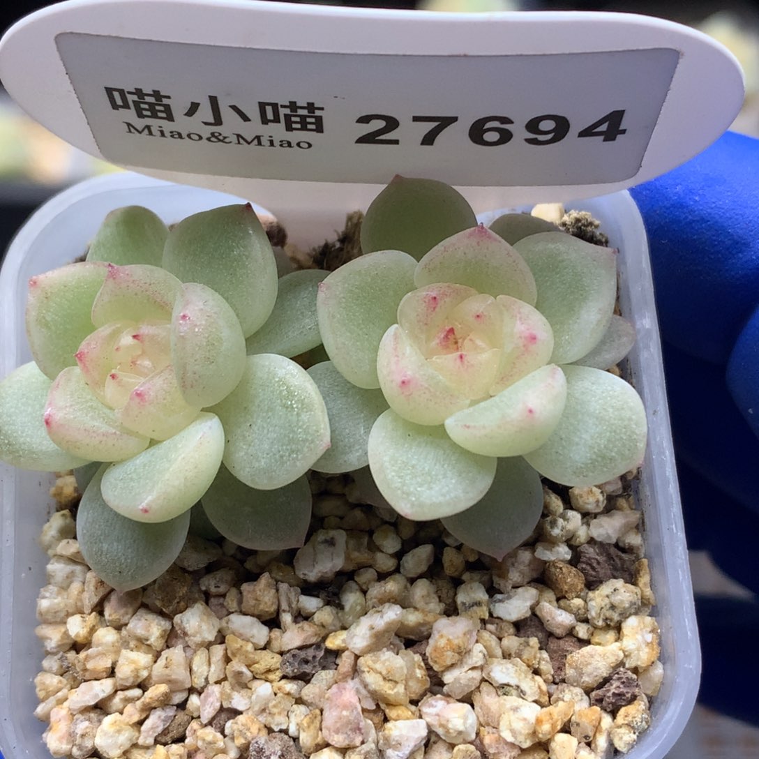 小****多肉植物杂交珍妮