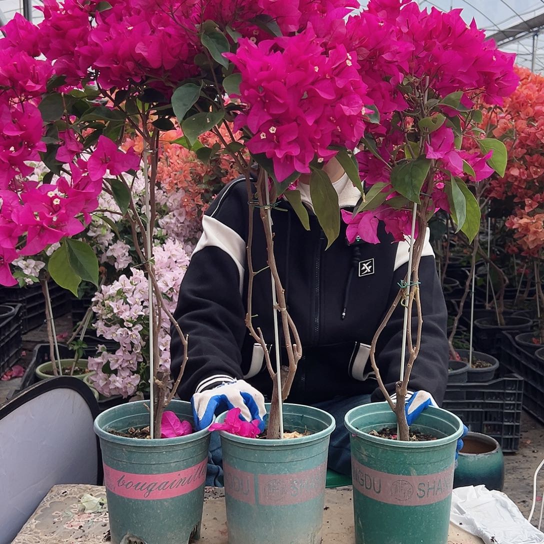 大部分花苞少量开放黑玫瑰带竹一棵