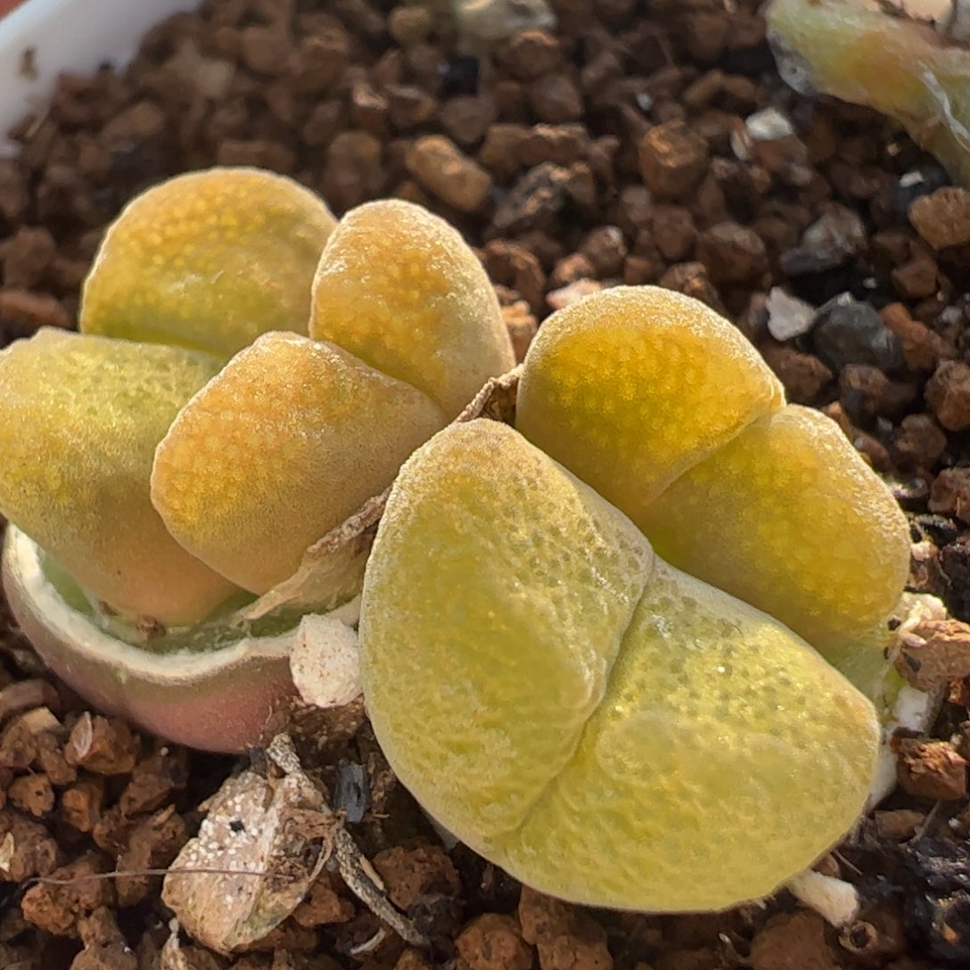 4头母本多肉植物百科