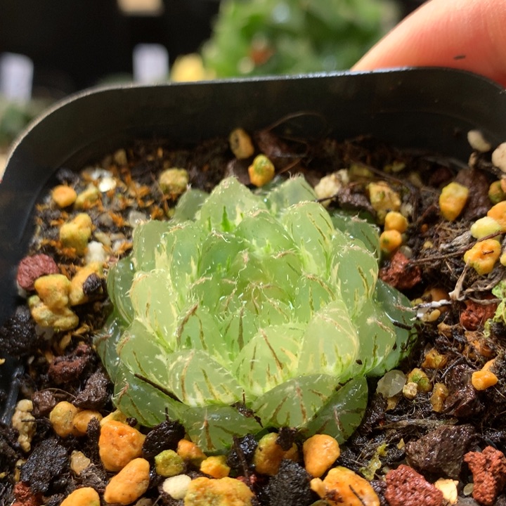 翠云玉露锦一物一拍