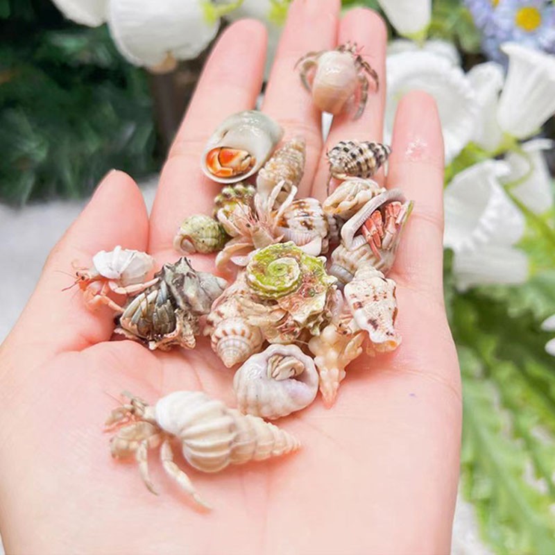 寄居蟹儿童萌宠寄居蟹