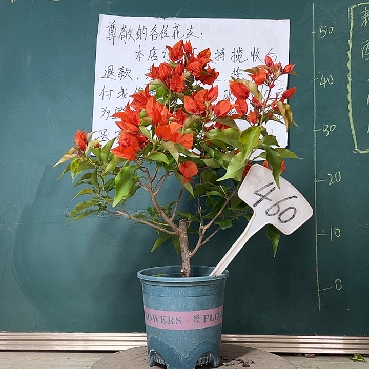 完全开放  热火桑巴460