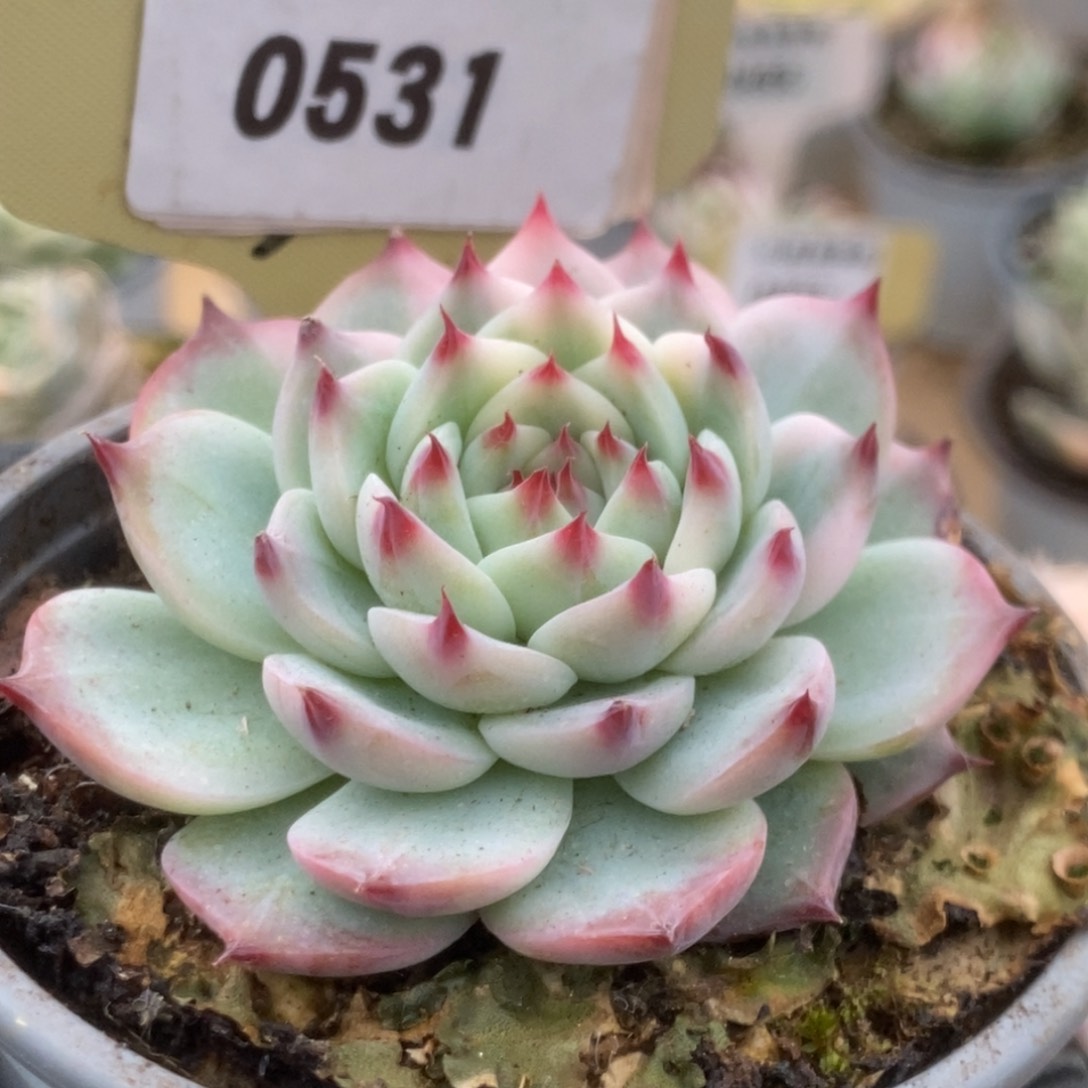 531吉娃娃锦锦锦锦锦锦