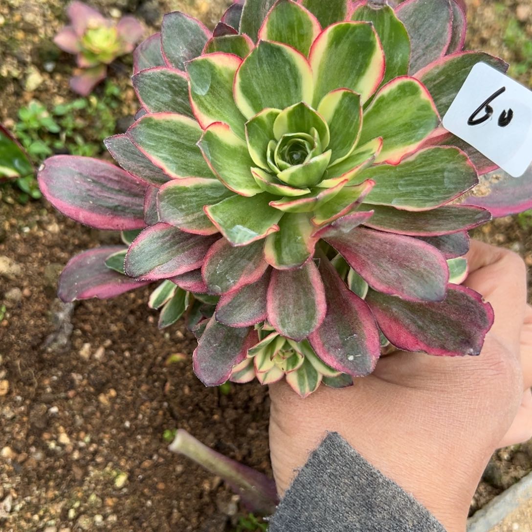 60纳福魅金玫瑰锦