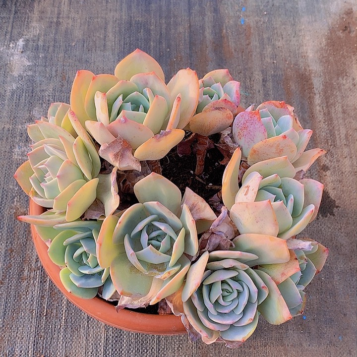 无花朵奶*多肉植物2555888