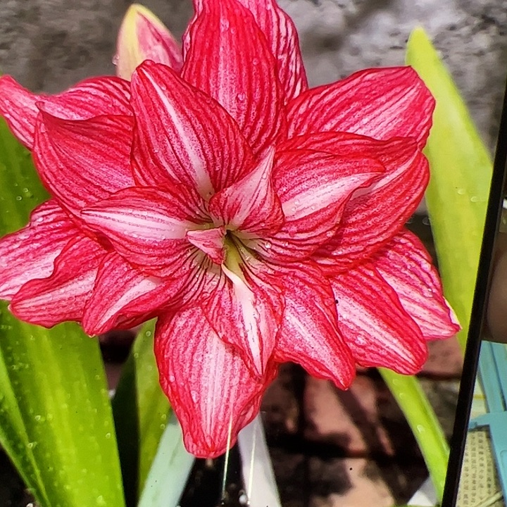 朱顶红573开花球5cm+